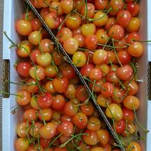 佐藤錦ジャム加工用 1kg 果物や野菜などのお取り寄せ宅配食材通販産地直送アウル