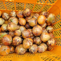 新玉ねぎ農薬・除草剤不使用 5kg 果物や野菜などのお取り寄せ宅配食材通販産地直送アウル