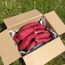 熟成紅あずま さつまいも 豊後大野市産20kg べにあずまの産地直送食材一覧（通販・お取り寄せ）-産直アウル