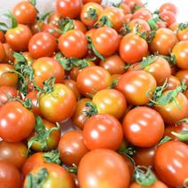 プチッと美味しい！オーガニックミニトマト ミニトマト約3kg 果物や野菜などのお取り寄せ宅配食材通販産地直送アウル