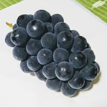 ピオーネの産地直送食材一覧（通販・お取り寄せ）-産直アウル