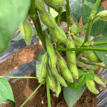 枝豆　ビアフレンド2.0キロ 2.0キロ 果物や野菜などのお取り寄せ宅配食材通販産地直送アウル
