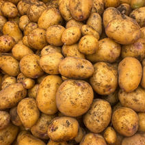 【インカのめざめ】2Sサイズ：10kg 10kg（箱の重さを含む） 果物や野菜などのお取り寄せ宅配食材通販産地直送アウル