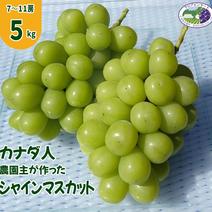 【カナダ人農園主の真心を込めた】シャインマスカット約5ｋｇ シャインマスカット約5ｋｇ 果物や野菜などのお取り寄せ宅配食材通販産地直送アウル