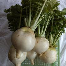 無農薬でミネラル豊富な美味しい聖護院丸大根 約3kg 果物や野菜などのお取り寄せ宅配食材通販産地直送アウル