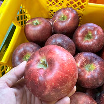 秋映A品　9〜10玉入　3kg 3kg 果物や野菜などのお取り寄せ宅配食材通販産地直送アウル