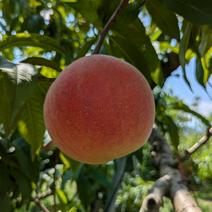 黄金桃 黄金桃 黄金桃（18玉サイズ）（優） 【業務用食材の仕入れなら