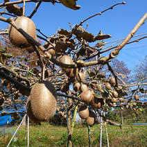 【訳あり】キウイフルーツ(ヘイワード)　4kg キウイフルーツ（ヘイワード）4キロ 果物や野菜などのお取り寄せ宅配食材通販産地直送アウル