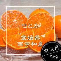 ふくりん　せとかネーブル4kg+せとか4kgぐるりん ふくりん せとかネーブル4kg+せとか4kgぐるりん ふくりん様専用 せとか