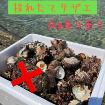 【今季販売スタート】採れたて天然サザエ　3kg 3kg 果物や野菜などのお取り寄せ宅配食材通販産地直送アウル