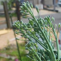 無農薬！スティックセニョールそろそろ終了！マルケンストア 50g 果物や野菜などのお取り寄せ宅配食材通販産地直送アウル