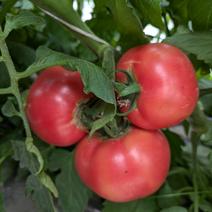 糖度7.9度の肉厚濃厚な収農花のトマト トマト7玉〜12玉 果物や野菜などのお取り寄せ宅配食材通販産地直送アウル