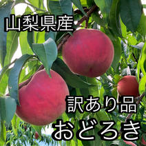 桃の概念が変わる硬さ『おどろき』訳あり品2kg【数量限定】 2kg 果物や野菜などのお取り寄せ宅配食材通販産地直送アウル