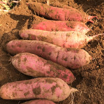 落ち着く甘さ♪紅はるか2kg 2kg 果物や野菜などのお取り寄せ宅配食材通販産地直送アウル