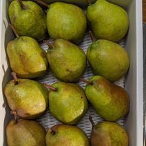 ラ・フランスSサイズ2kg 2kg 果物や野菜などのお取り寄せ宅配食材通販産地直送アウル