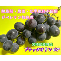 きのこ屋さんがつくったぶどう ぶどう400gパック×2(計800g) 果物や野菜などのお取り寄せ宅配食材通販産地直送アウル
