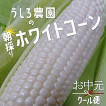 【お中元】糖度21度超え！朝採りホワイトコーン　約2kg（4〜6本） 約2kg 果物や野菜などのお取り寄せ宅配食材通販産地直送アウル