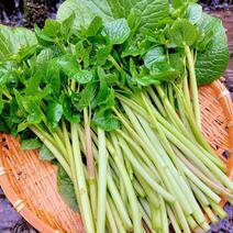 朝採れ 静岡県産希少な花わさび🌸 花わさび約400g 果物や野菜などのお取り寄せ宅配食材通販産地直送アウル
