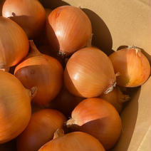 【訳あり】糖度10度 極甘玉ねぎ 5kg 果物や野菜などのお取り寄せ宅配食材通販産地直送アウル