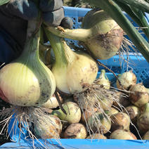 今しか食べられない！淡路島産新玉ねぎ【3キロ】 3キロ 果物や野菜などのお取り寄せ宅配食材通販産地直送アウル
