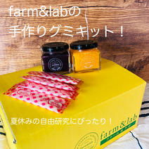 作ってみよう！手作りグミキット！ ジャム（ゆらみかん１こ＋お任せ）１００ｇ×２　ゼラチン４包　レシピ　自由研究用紙（希望者のみ） 果物や野菜などのお取り寄せ宅配食材通販産地直送アウル