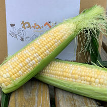 淡路島産トウモロコシ🌽ドルチェドリーム🌈【8本＋1本】 トウモロコシ8本＋1本 果物や野菜などのお取り寄せ宅配食材通販産地直送アウル