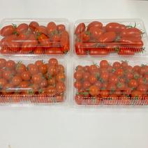 ミニトマト（野菜＞トマト）の産地直送商品一覧（通販・お取り寄せ