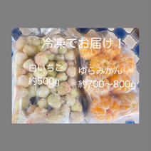 白いちご＆ゆらみかん冷凍セット 白いちご約500g.みかん約700g〜800g いっしょにおいしい！ひなまつり 通販
