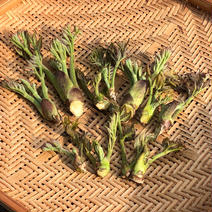畑栽培のタラの芽　200g 200g（約20~30個） 果物や野菜などのお取り寄せ宅配食材通販産地直送アウル