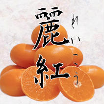 水分たっぷり甘〜い麗紅（れいこう） 箱込み約3キロ 果物や野菜などのお取り寄せ宅配食材通販産地直送アウル