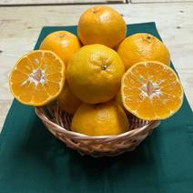 ポンカン（果物＞オレンジ・その他みかん）の産地直送商品一覧（通販