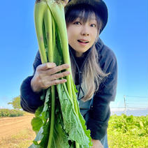 (60)信州産[レシピ付] 保存袋で手軽に野沢菜漬け！ 60サイズ箱に入るだけ(1.7kg) 果物や野菜などのお取り寄せ宅配食材通販産地直送アウル