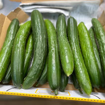 鈴木清友農園の無農薬できゅうり 1.0kg 10〜12本 果物や野菜などのお取り寄せ宅配食材通販産地直送アウル