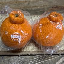 不知火・デコポンの産地直送商品一覧（通販・お取り寄せ）-産直アウル
