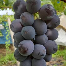 山梨県産 種なし巨峰 家庭用 ２㌔箱 ２キロ箱使用（3から6房） 果物や野菜などのお取り寄せ宅配食材通販産地直送アウル