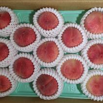 早生桃　暁星約1.8kg 約1.8kg 果物や野菜などのお取り寄せ宅配食材通販産地直送アウル