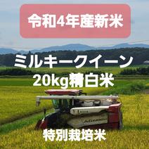 令和4年産新米20kgミルキークイーン精白米 20kg 果物や野菜などのお取り寄せ宅配食材通販産地直送アウル