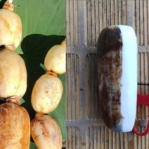 クール便なし茨城県産　れんこん　4キロ　レンコン　蓮根 ４キロ 果物や野菜などのお取り寄せ宅配食材通販産地直送アウル