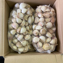 訳あり　土付きにんにくバラ2kg 1kg×2 果物や野菜などのお取り寄せ宅配食材通販産地直送アウル