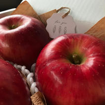 【旬の味】特選　つがる　3kg 約3kg(7玉〜10玉) 果物や野菜などのお取り寄せ宅配食材通販産地直送アウル