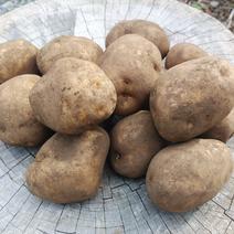 お値引き中♪Mサイズ(5kg)じゃがいも(男爵) 5kg 果物や野菜などのお取り寄せ宅配食材通販産地直送アウル