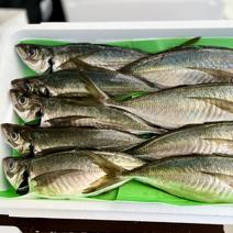 ５月発送予約400円引き！（2k）朝どれ！真アジ！２キロ ２キロ　6～12匹 果物や野菜などのお取り寄せ宅配食材通販産地直送アウル