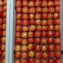 ナポレオン77 550g 果物や野菜などのお取り寄せ宅配食材通販産地直送アウル