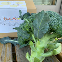 栄養満点最強野菜❗️淡路島産春ブロッコリー🥦6個【クール便】 ブロッコリー6個 果物や野菜などのお取り寄せ宅配食材通販産地直送アウル
