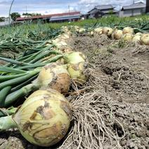 農家直送　淡路島産玉ねぎ　訳あり10キロ 10キロ 果物や野菜などのお取り寄せ宅配食材通販産地直送アウル