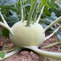 新感覚野菜！コールラビ（1kgあたり3〜4個）2kg 2kg 果物や野菜などのお取り寄せ宅配食材通販産地直送アウル