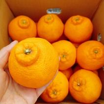 あと1箱。。。Ｅｃｏ栽培　ハウスしらぬひ・コロ丸　約2ｋｇ 約２㎏ 果物や野菜などのお取り寄せ宅配食材通販産地直送アウル