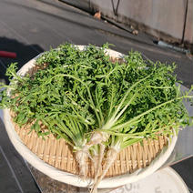 【スーパーフード！】山梨マカリーフ 100g【国産無農薬！】【希少野菜！】 100g 果物や野菜などのお取り寄せ宅配食材通販産地直送アウル
