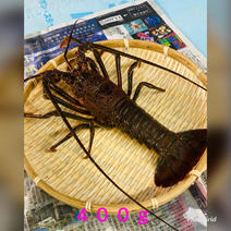 訳あり活伊勢海老　400〜430g×3匹 400〜430g×3匹 果物や野菜などのお取り寄せ宅配食材通販産地直送アウル