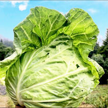 10【数量限定】農薬不使用の旨キャベツ！今だけの旨みキャベツを是非！ キャベツ7から10玉 果物や野菜などのお取り寄せ宅配食材通販産地直送アウル